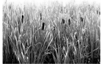 cattails