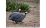 guineafowl
