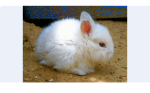 lagomorph