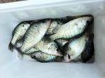 crappie
